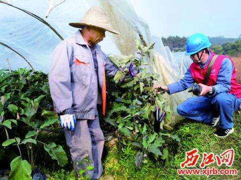 肇庆封开供电局党员青年服务队对茄瓜种植基地开展用电检查。 通员 范家乐 摄