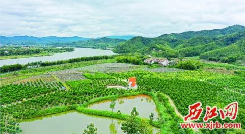 四会市沙糖桔省级现代农业产业园。 梁小明  摄