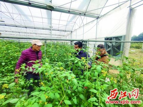 农艺师指导农户做好农作物御寒工作。 受访单位供图