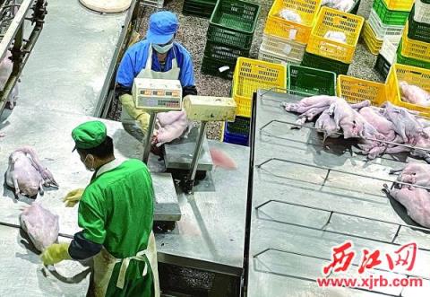 广东正利农牧有限公司员工正在对屠宰鹅称重包装。 吴映霖 摄